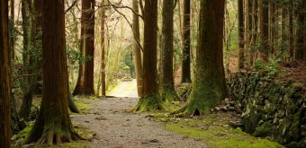 Takao (Kyoto), Walking path in the cedar forest on Kozan-ji temple's grounds