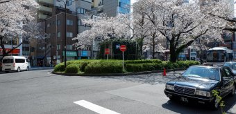 Rikugi-en (Tokyo), Cherry trees blooming near Komagome station in late March - early April