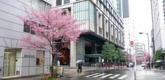 Ajisai-dori (Nihonbashi, Tokyo), View on Okame-zakura cherry trees 2