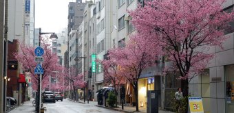 Ajisai-dori (Nihonbashi, Tokyo), View on the avenue with pink blossoms in early March 2
