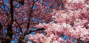 Kawazu-zakura Matsuri (Izu), The original Kawazu-zakura in full bloom in February 3