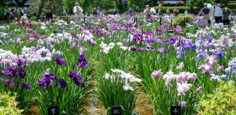  Horikiri Shobu-en (Tokyo), Hanashobu water irises blooming