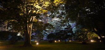 Hamarikyu Tsukimi Sanpo (Tokyo), Trees of the garden illuminated at night