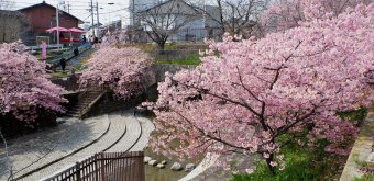 Yodo Suiro Waterway (Kyoto), Canal lined with blooming Kawazu-zakura cherry trees 3