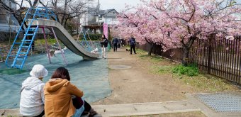 Yodo Suiro Waterway (Kyoto), Kids' playground along the path lined with blooming cherry trees 2
