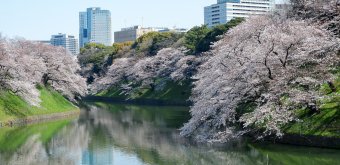 Chidorigafuchi (Tokyo), Moat with sakura blossoms at the end of March and early April