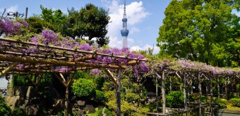 Kameido Tenjin (Tokyo), View on the Tokyo SkyTree and wisteria flowers in mid-April and early May