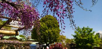 Kameido Tenjin (Tokyo), Fuji Matsuri and wisteria flowers in mid-April and early May