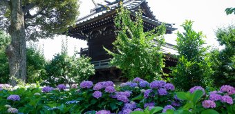 Hakusan-jinja (Tokyo), Hydrangea flowers in Hakusan Park