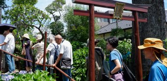 Hakusan-jinja (Tokyo), Waiting line to Fujizuka hill during Bunkyo Ajisai Matsuri in June