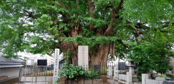 Azabu-Juban (Tokyo), Old gingko biloba at Zenpuku-ji temple in Moto-Azabu