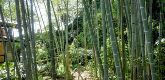 Kamakura, Bamboo grove at Hase-dera temple