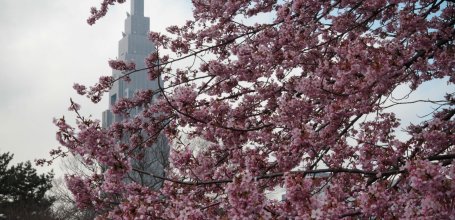 Shinjuku Gyoen (Tokyo), A tower and early cherry trees in bloom 