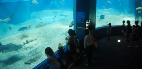 Kaiyukan Aquarium (Osaka), View on the giant pool