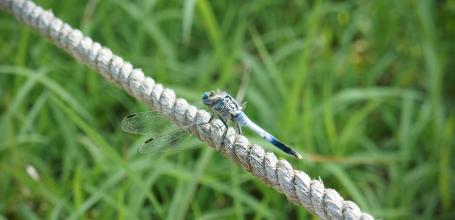Ritsurin Koen (Takamatsu), Dragonfly