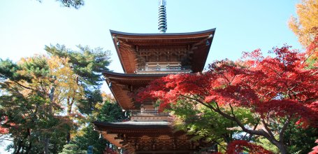 Gotoku-ji (Tokyo), View on the pagoda and the momiji foliage in autumn 2