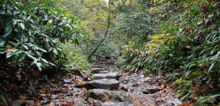 Mount Takao (Tokyo), Hiking trail in the forest 2