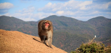 Iwatayama in Kyoto, Japanese macaque