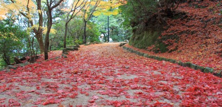 Momijidani Park (Miyajima), Walking path covered in red momiji leaves in autumn