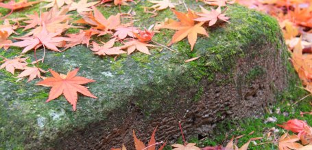 Momijidani (Miyajima), Red maple tree leaves on the ground 3