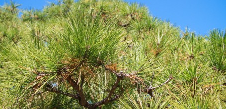Hamarikyu Garden (Tokyo), Close-up of a pine tree
