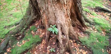 Saiho-ji Koke-dera temple (Kyoto), Moss bed, tree and momiji