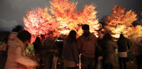 Kodai-ji (Kyoto), Momiji light-up in autumn 7