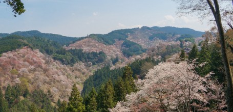 Yoshinoyama, View of the cherry trees covered mountain in April 2