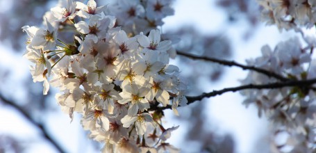 Kema Sakuranomiya Park in Osaka, Cherry blossoms