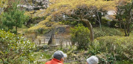 Maruyama Park (Kyoto), Outdoor lunch under the blooming cherry trees in spring