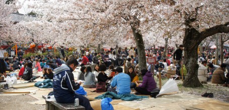 Maruyama Park (Kyoto), Ohanami cherry blossom viewing party in spring