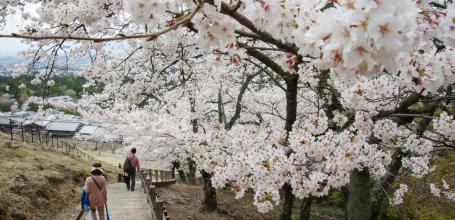 Mount Wakakusayama (Nara), Walking trail under the cherry blossoms