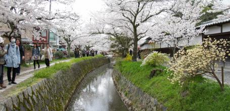 Philosopher's Path in Kyoto during cherry tree blooming in spring 4