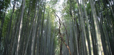 Arashiyama Bamboo Grove in Kyoto 4