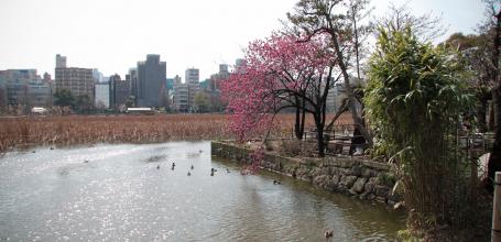 Ueno Park, Shinobazu Pond 3