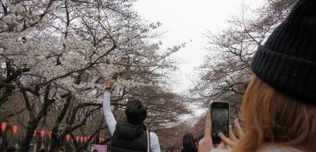 Ueno Park, cherry blossoms and people