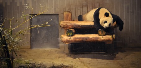 Zoo Ueno Panda 30