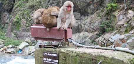 Jigokudani Monkey Park 9