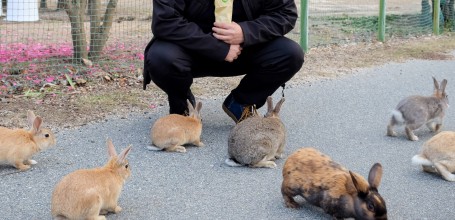 Okunoshima, Rabbits