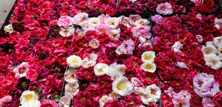 Yushi-en Garden, Arrangements of peony flowers 2