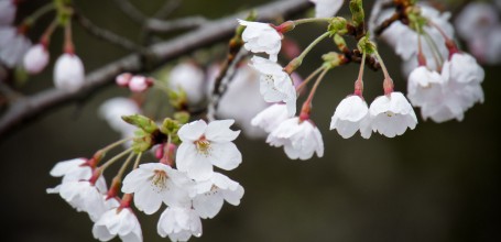 Kanazawa Castle, Cherry tree branch with blooming flowers 6
