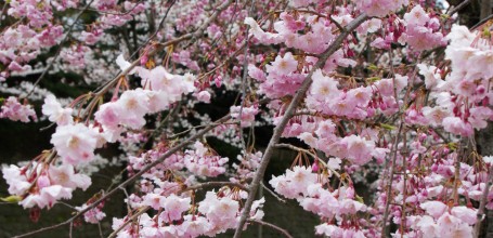 Kanazawa Castle, Cherry tree branch with blooming flowers