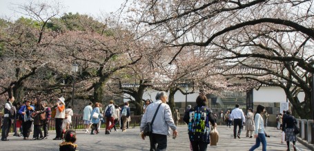 Kitanomaru Park, Blooming cherry trees