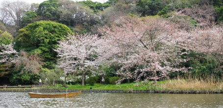 Cherry Trees in Sankei-en Garden, Yokohama