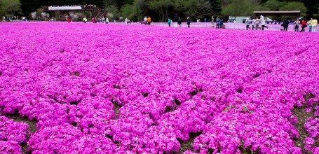 Fuji Shibazakura Matsuri, Moss phlox 3