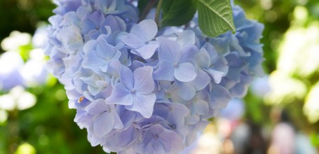 Meigetsu-in, Blue hydrangea Hime Ajisai