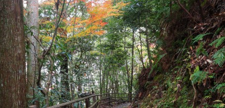 Kumano Kodo, Dainichi-goe hiking trail in Tanabe (Wakayama) 2