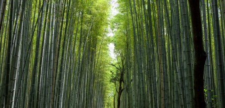 Kyoto during Coronavirus Outbreak in June 2020, Arashiyama Bamboo Grove
