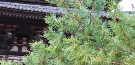 Kofuku-ji (Nara), detail of the five-story pagoda