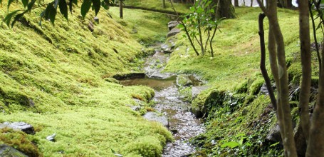 Ohara, Moss landscape in Jakko-in